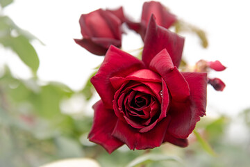 Red Rose, shallow depth of field with white vignette. Spring bloom, closeup detail, landscape orientation.