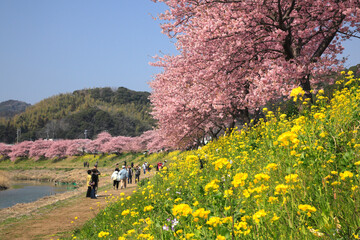 河津桜（みなみの桜）と菜の花