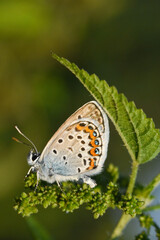 Silver-studded blue butterfly - Plebejus argus. Little blue butterfly on wild flower