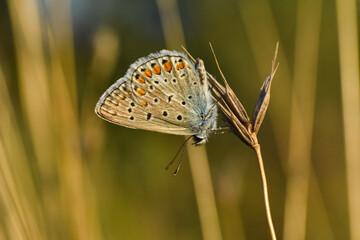 Common Blue or Polyommatus icarus, Small blue butterfly on the ground, natural habitat