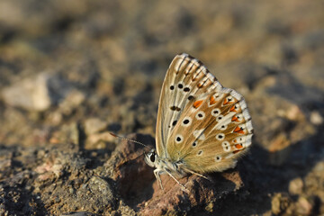 Small blue butterfly, Polyommatus coridon, in nature Chalkhill Blue butterfly or Lysandra coridon 