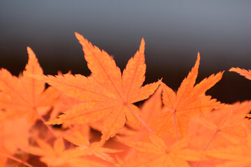 多聞院（埼玉県）の紅葉