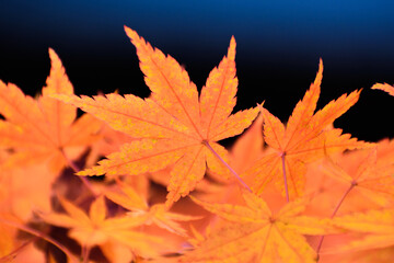 多聞院（埼玉県）の紅葉