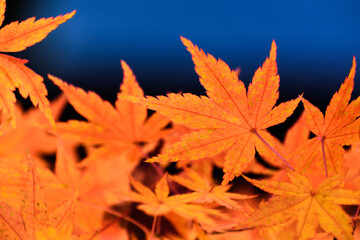 多聞院（埼玉県）の紅葉