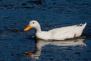 white duck swimming