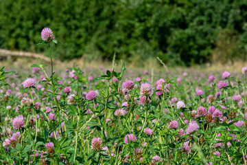 A field of pink clover flowers. Picture from Eslov, Scania county in Sweden