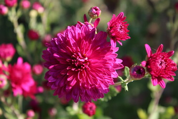 pink flower in the garden.macro photo. beautiful flower