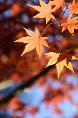 多聞院（埼玉県）の紅葉