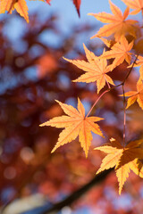 多聞院（埼玉県）の紅葉