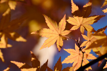 多聞院（埼玉県）の紅葉