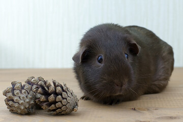 A curious chocolate-colored Guinea pig. pet, animal