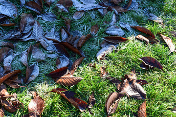 Big difference between sun and shade, frosty leaves on grass on cold autumn day