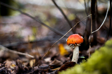 A young specimen of Fly Agaric mushrooms - Amanita muscaria in Latin. A macro shot of a colorful mushroom in the woods near Warsaw, the capital of Poland.