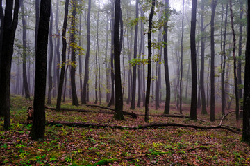 misty forest in autumn morning 