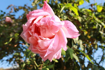pink rose in garden, macro hoto , nature, beautifull rose, beautiful flower