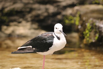 there are various types of birds in the zoo.