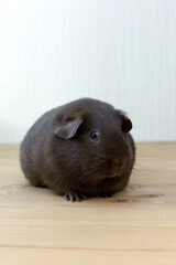 Fototapeta premium Chocolate female Guinea pig. The breed is a smooth-haired Guinea pig. Pet