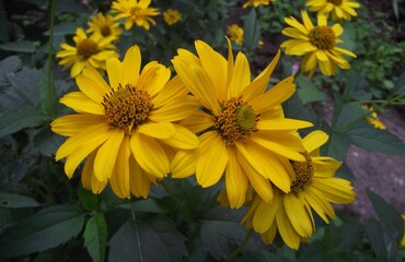 yellow flowers : yellow daisies against the background of a flower bed