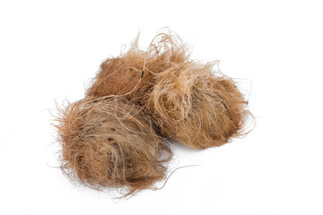 Asian Palmyra palm on white background, Toddy palm, Sugar palm and Cambodian palm.