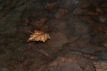 .Falling time in the Russian Federation. Puddles, mud, slush, beautiful.