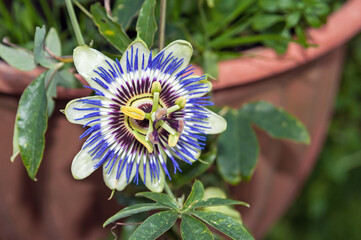 passiflora in my garden