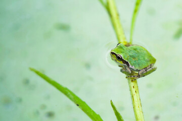 葉っぱに乗っかるカエル（コピースペース）