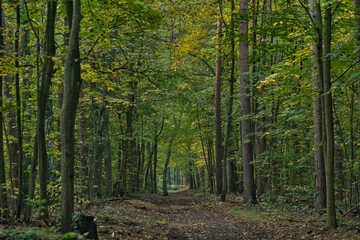Herbstwald