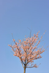 一本のサクラの木