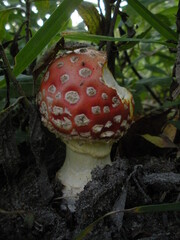 fly agaric mushroom