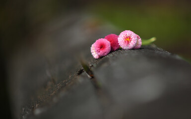 close up of a flower