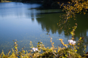 Duck Flying above water about to land