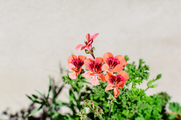 Small vivid pink Pelargonium flowers, known as geraniums, pelargoniums or storksbills, and fresh green leaves in a pot in a garden in a summer spring day.