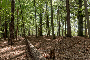 Beautiful dense forest in the sunshine. Saxon Switzerland. Germany