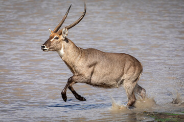 Male waterbuck running through water in sunlight in Kruger Park in South Africa