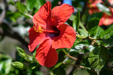 Fototapeta premium One large and delicate vivid red hibiscus flowers in an exotic garden, surrounded by green leaves, in a sunny summer day on Isola Bella by Lake Maggiore in Northern Italy, outdoor floral background.