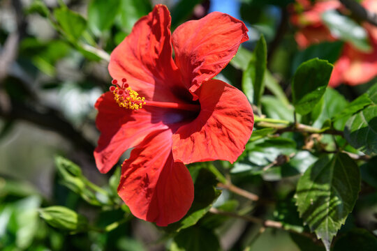 One large and delicate vivid red hibiscus flowers in an exotic garden, surrounded by green leaves, in a sunny summer day on Isola Bella by Lake Maggiore in Northern Italy, outdoor floral background.