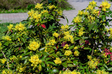 Many small yellow blooms and flowers of Mahonia aquifolium and green leaves on shrubs, in a garden in a sunny spring day, beautiful outdoor floral background photographed with soft focus.