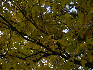 leaves against blue sky