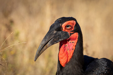 Horizontal portrait of an adult ground horn bill in Kruger Park in South Africa