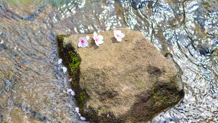 散った桜の花びら