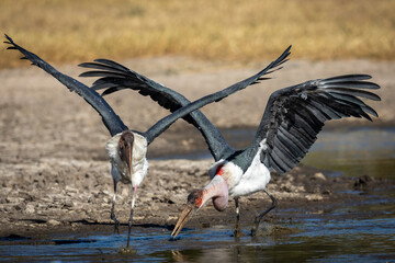 Pair of marabu storks with their wings open trying to take off in Moremi Okavango Delta in Botswana