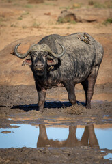 Vertical portrait of an adult african buffalo standing in mud in Kruger Park in South Africa