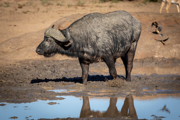 Adult african buffalo standing in mud at edge of water in Kruger Park in South Africa