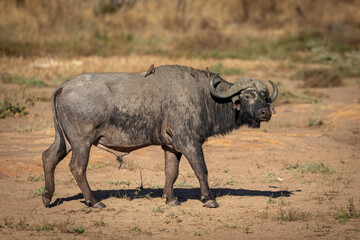 Horizontal full body portrait of an adult african buffalo walking in Kruger Park in South Africa