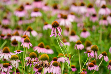 Vivid vivid pink delicate echinacea flowers in soft focus in a garden in a sunny summer day.