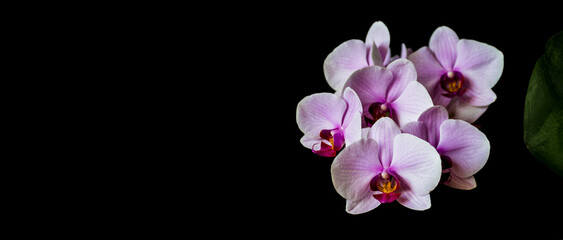 A black banner with an orchid flower for a website or social media. Pink Phalaenopsis from a home garden in bloom.