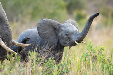 Baby elephant with raised trunk in Kruger Park in South Africa