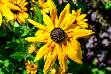 Group of bright yellow flowers of Rudbeckia, commonly known as coneflowers or black eyed susans, in a sunny summer garden, beautiful outdoor floral background photographed with soft focus.