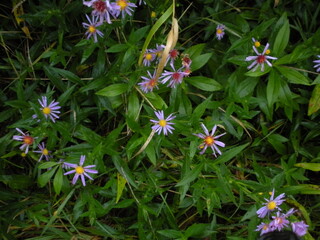 flowers in the garden
