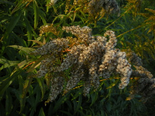 plants